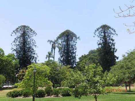 Bunya pines at Botanical Garden