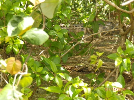 'Saltie' back in mangroves (near top of photo"