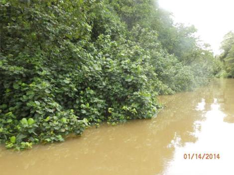 High water on the Daintree after heavy rains