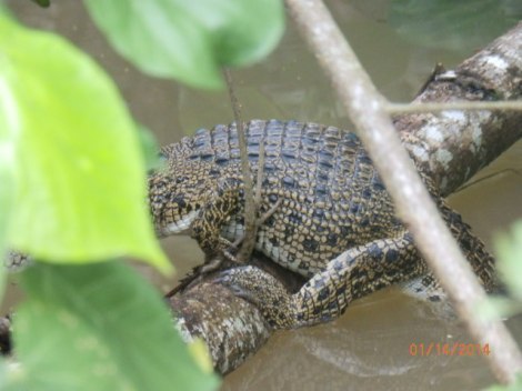 Smaller croc astride a submerged branch, partially visible. 