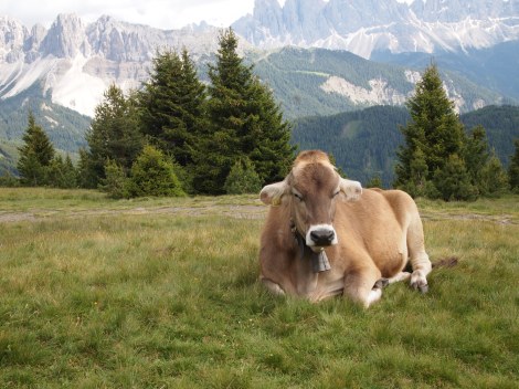 Even dairy cattle enjoy alpine views while grazing